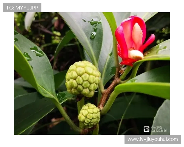 像足球的野果子是什么 它有哪些特征与用途你了解吗 像足球的野果子是什么 它有哪些特征与用途你了解吗